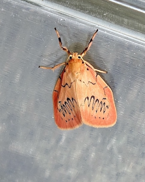 rosy footman